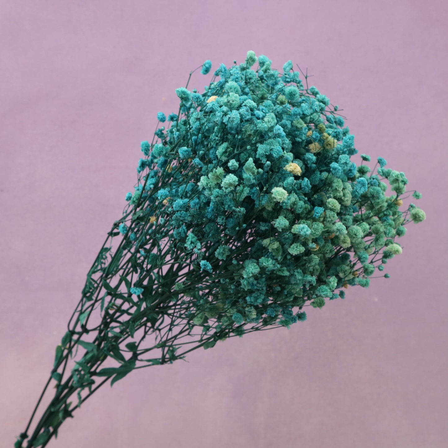 Baby's Breath Teal Blue