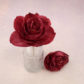 Rosa Chinensis Plum