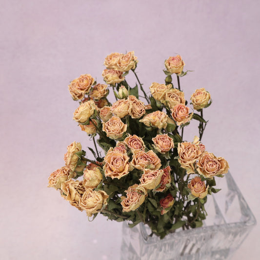 Dried Rose Natural Pink