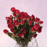 Dried Rose Red (multiple heads)