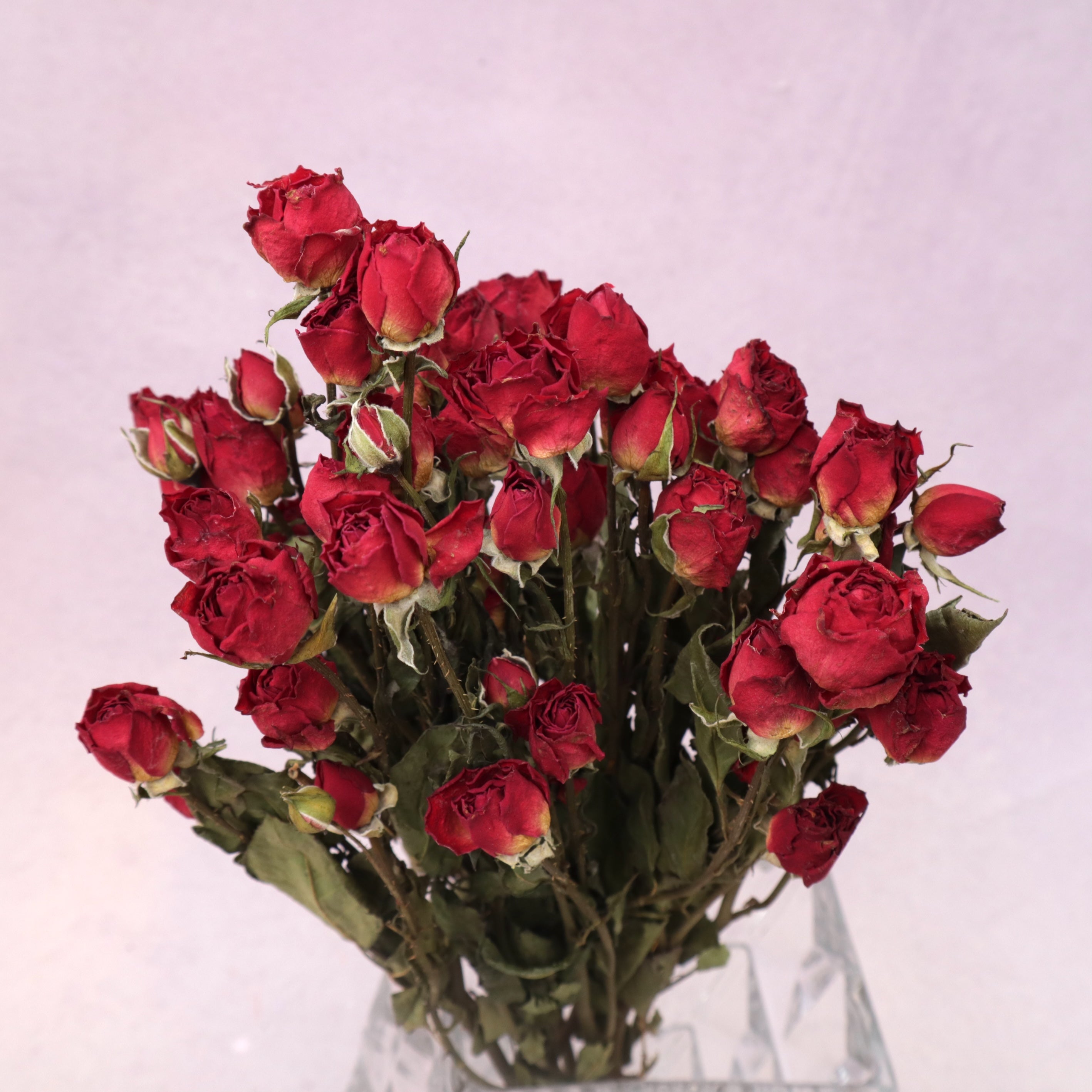 Dried Rose Red (multiple heads)