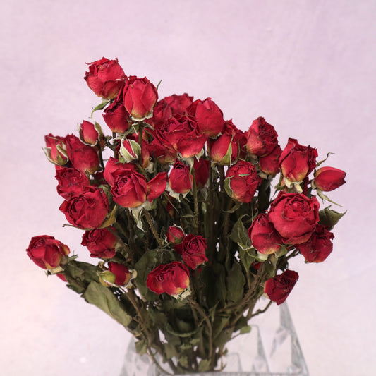 Dried Rose Red