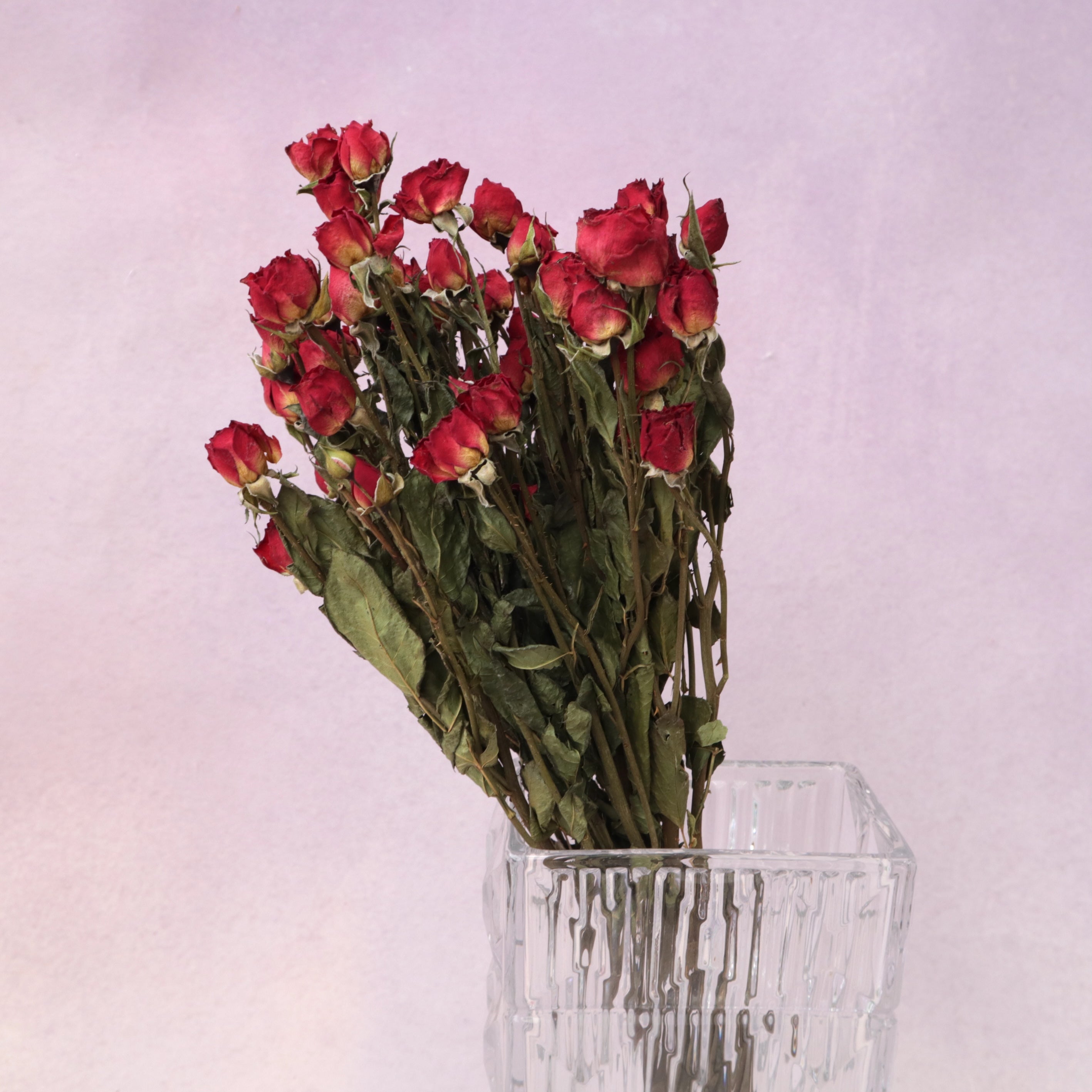 Dried Rose Red (multiple heads)