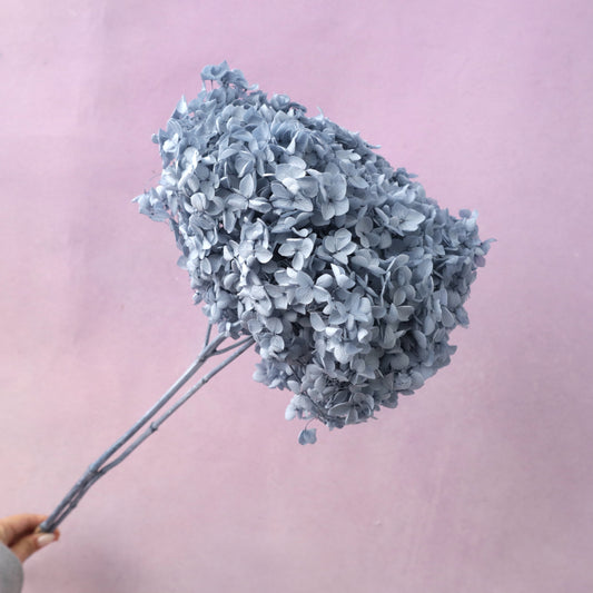 Annabelle Hydrangea Steel Blue