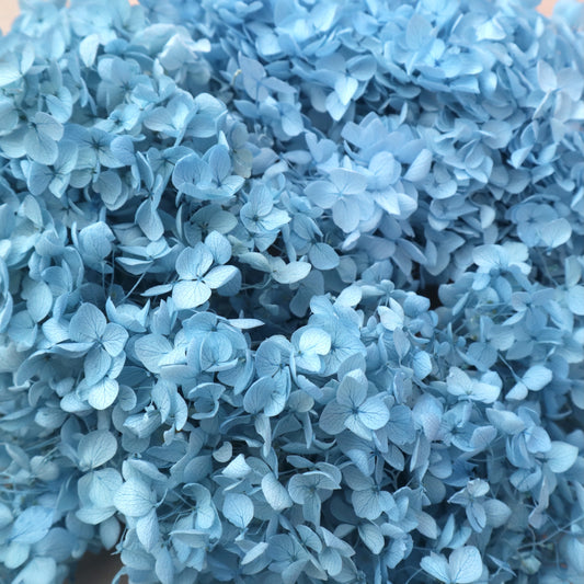 Annabelle Hydrangea 100g Sky Blue