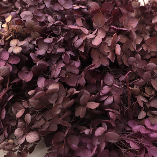 Annabelle Hydrangea 100g Berry