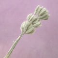 Bunny Tails Ash Grey