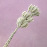 Bunny Tails Ash Grey