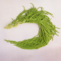 Amaranthus Lime Green