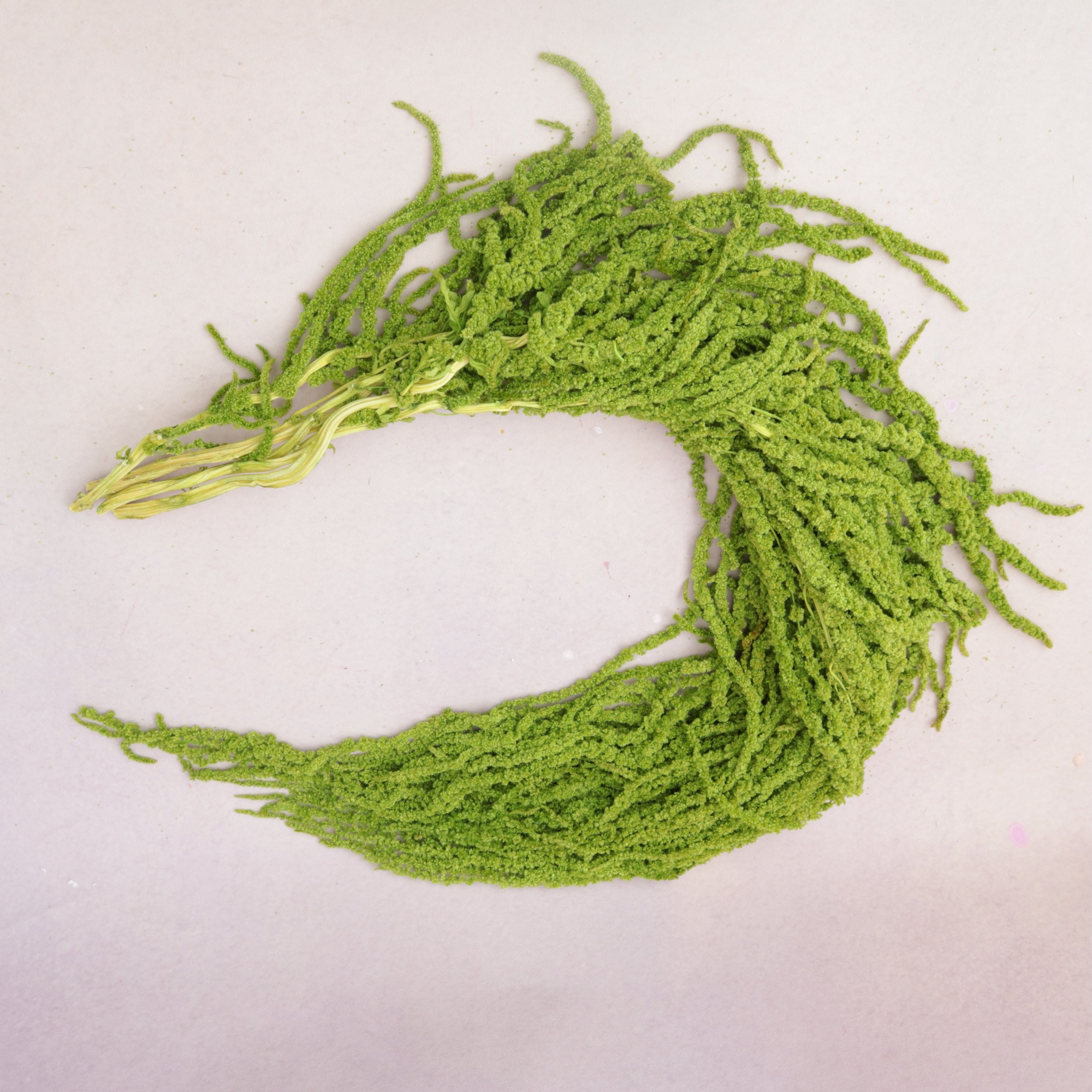 Amaranthus Lime Green