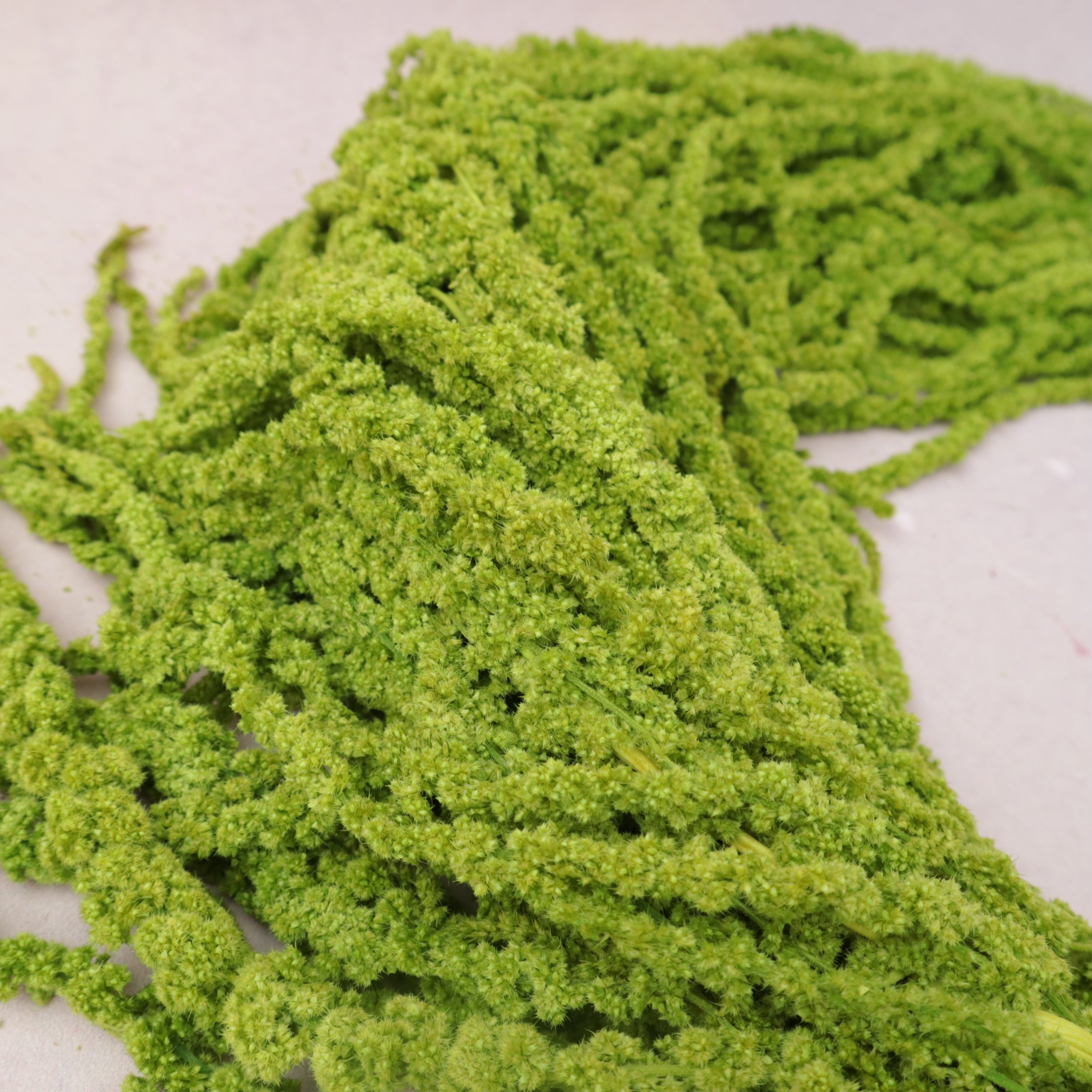Amaranthus Lime Green