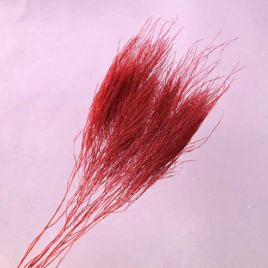 Tiki Fern Red