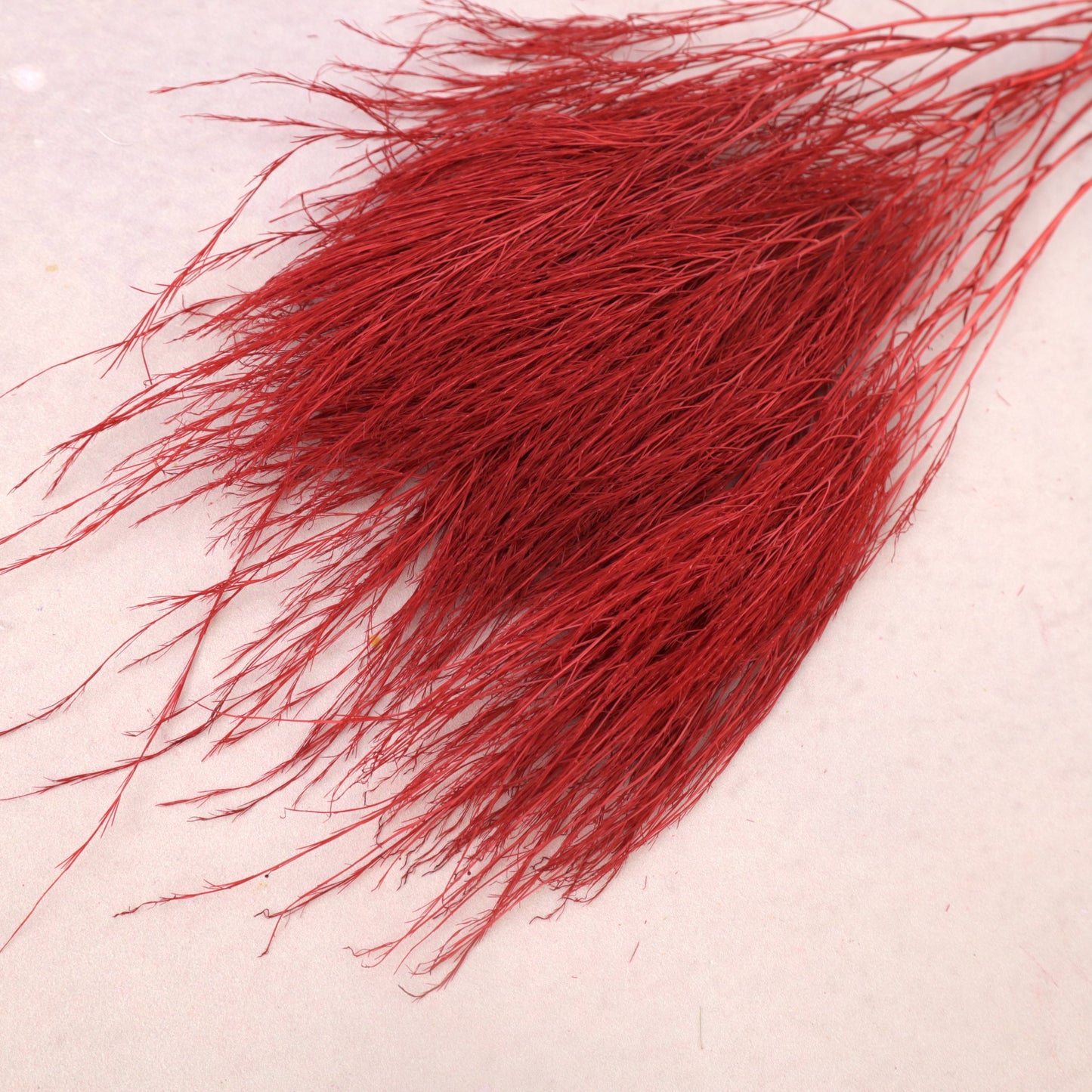 Tiki Fern Red