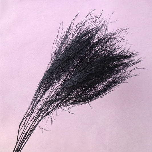 Tiki Fern Black