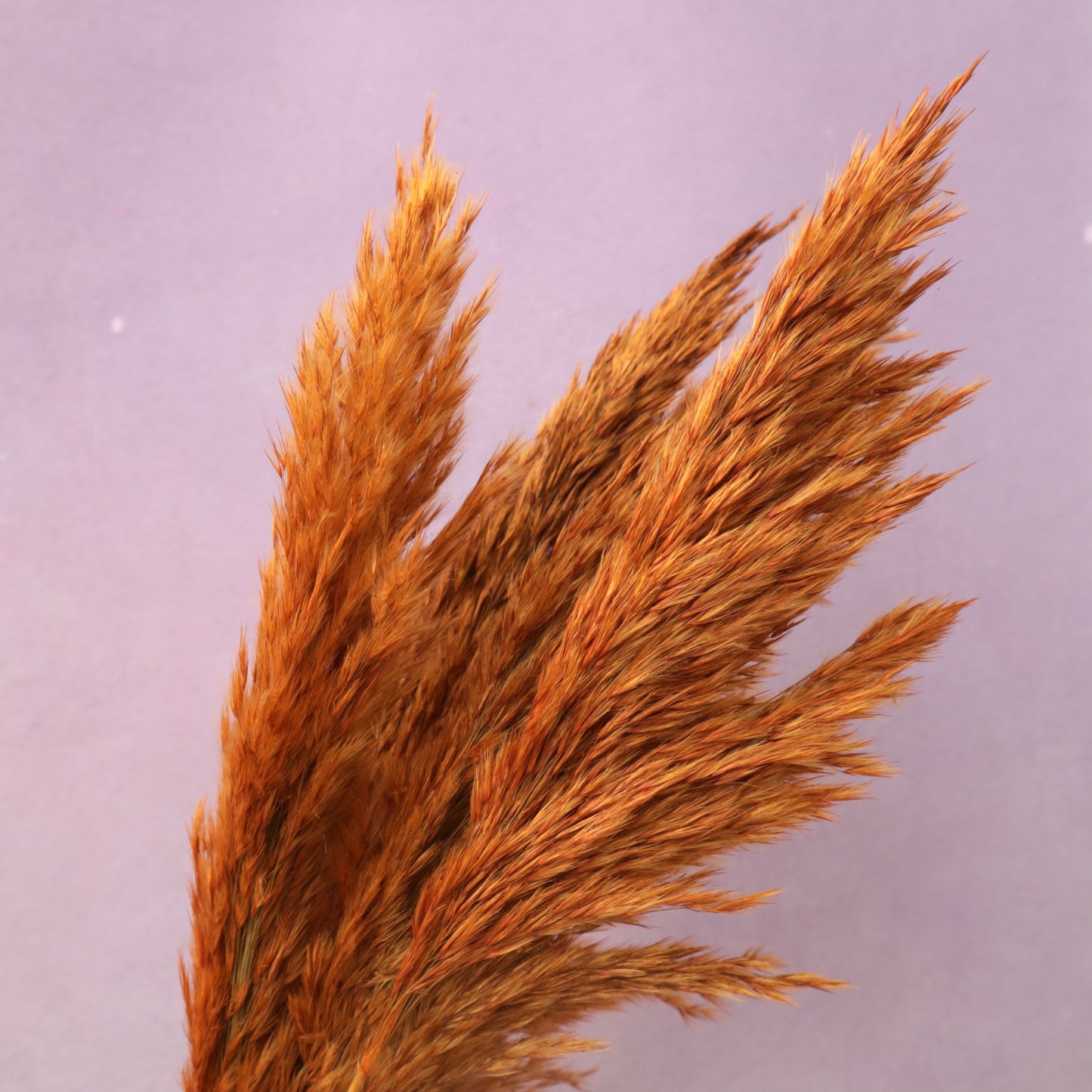 Giant Reeds Grass Ginger