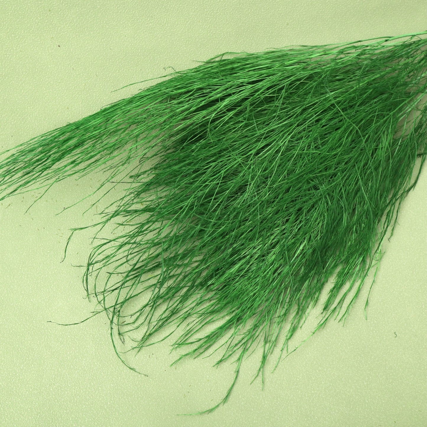 Tiki Fern Green