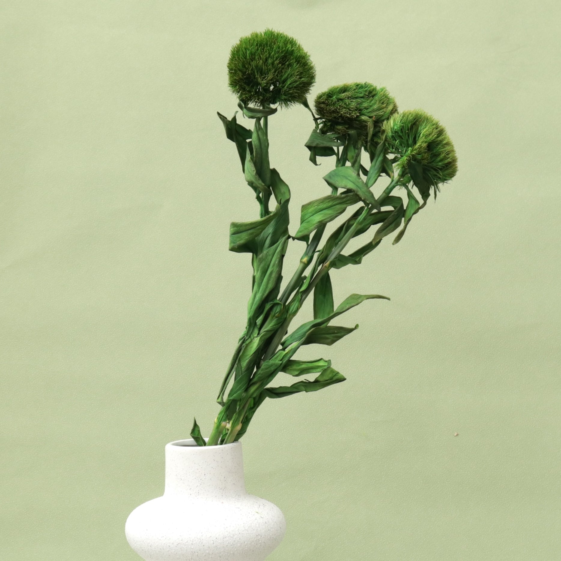 Dianthus Green Ball