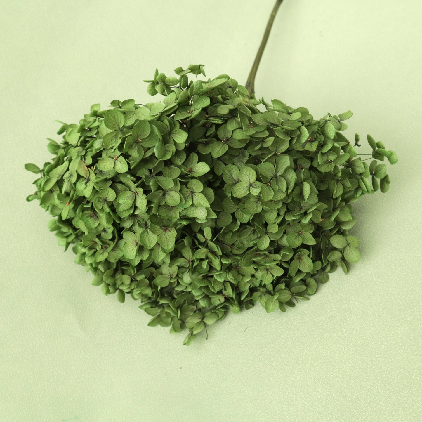 Annabelle Hydrangea Grass Green