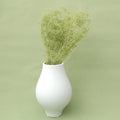 Snowy Baby's Breath Green