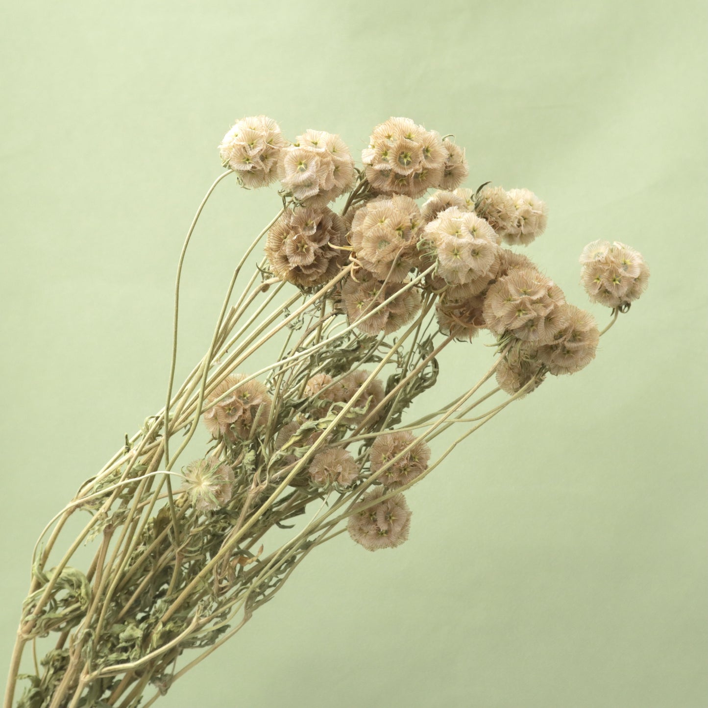 Scabiosa Natural