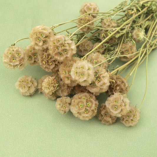 Scabiosa Natural