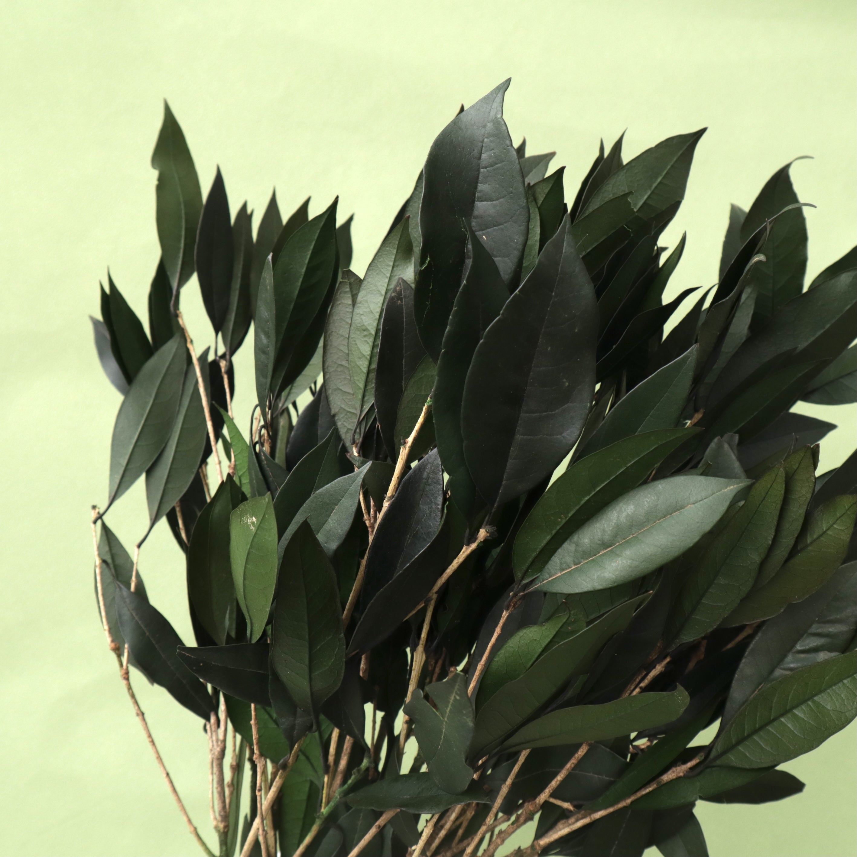 Osmanthus Leaves Green