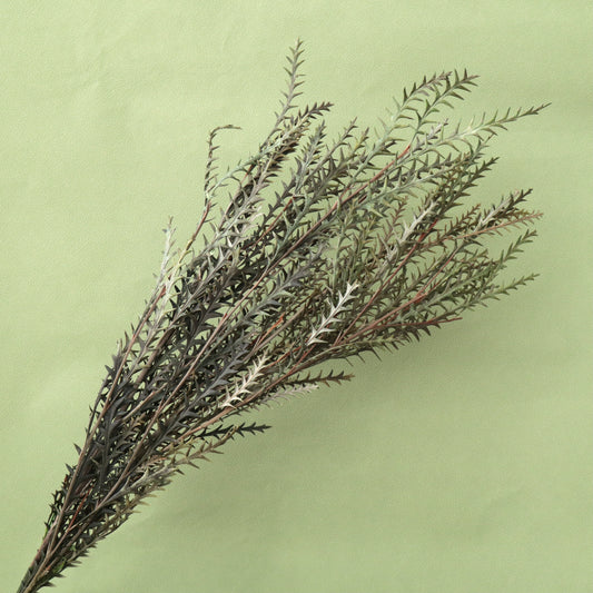 Grevillea Ivanhoe (Mutton Tooth)Green