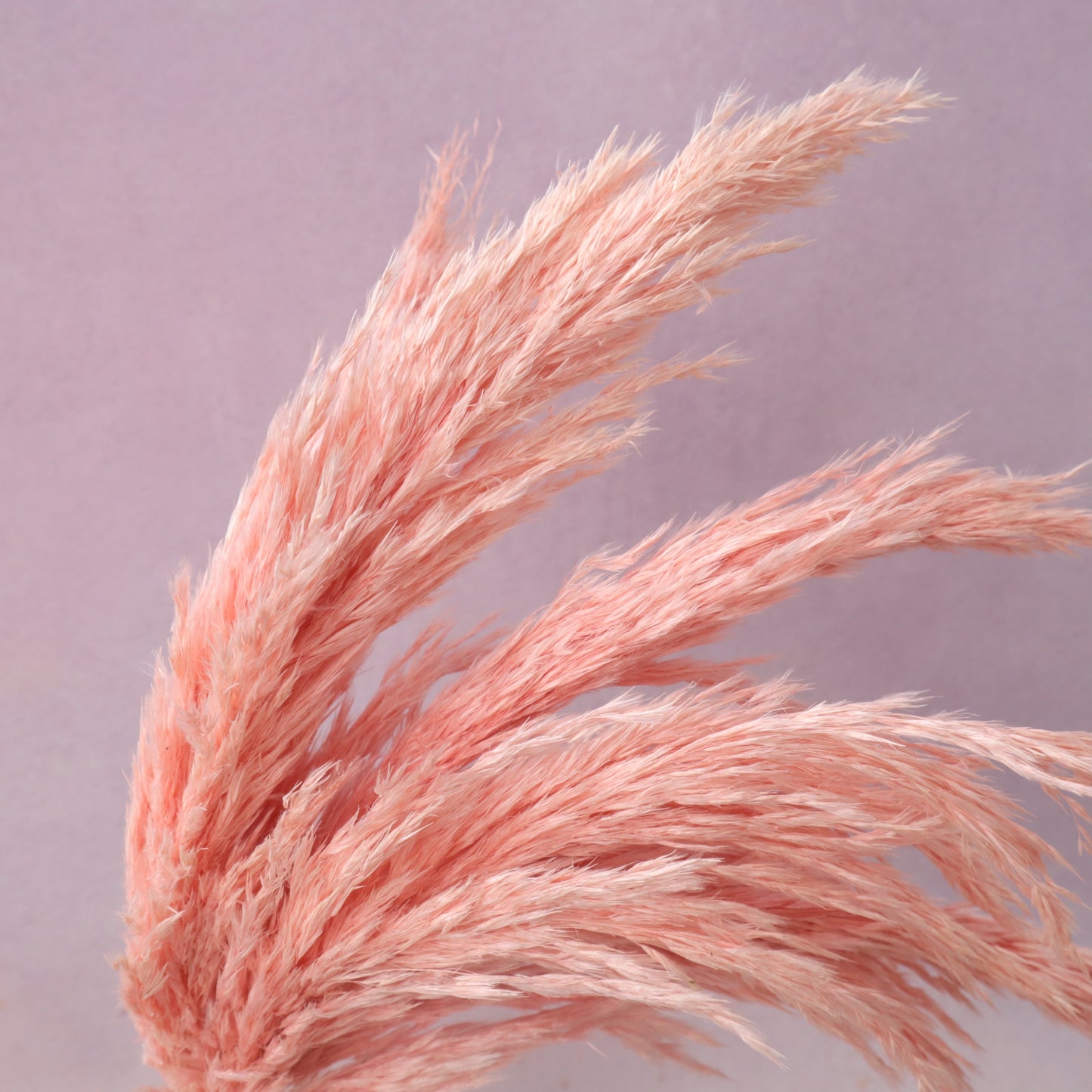 Giant Reeds Grass Pink
