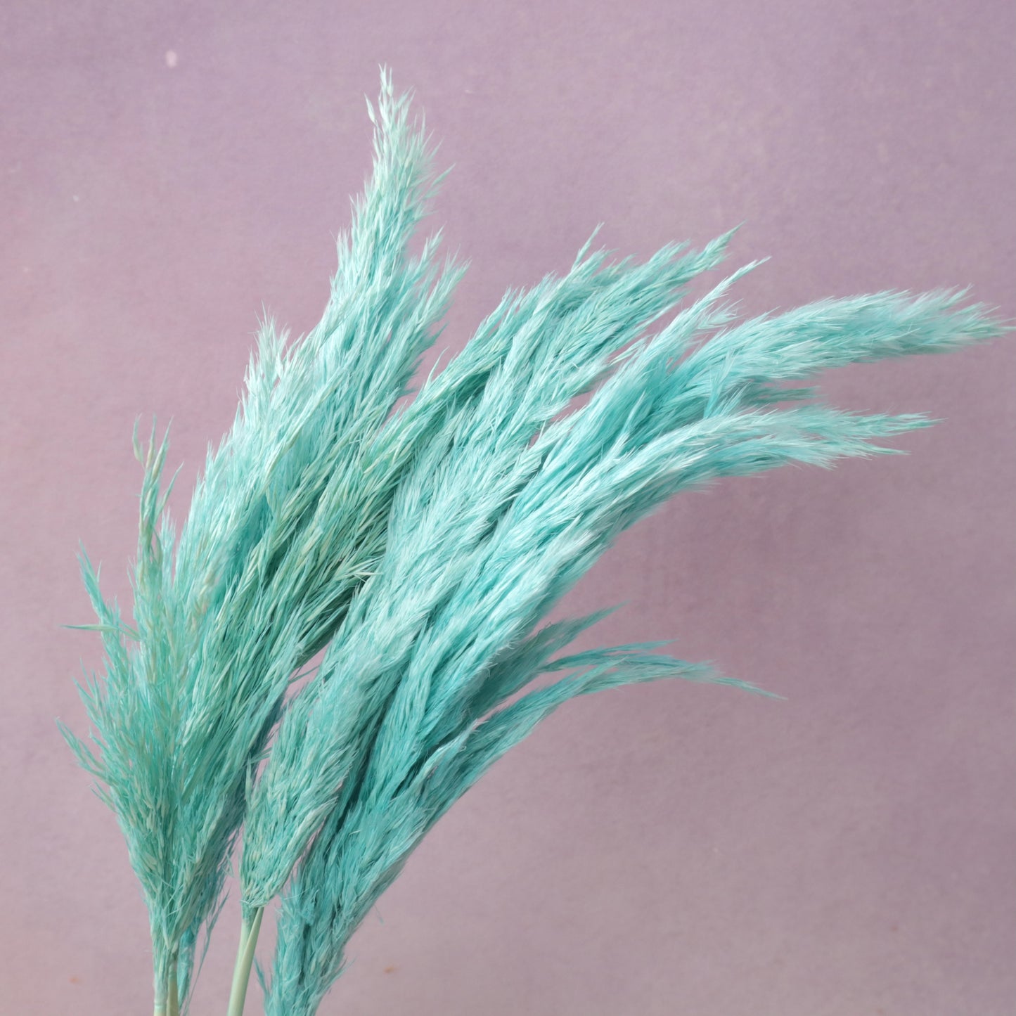 Giant Reeds Grass Aqua