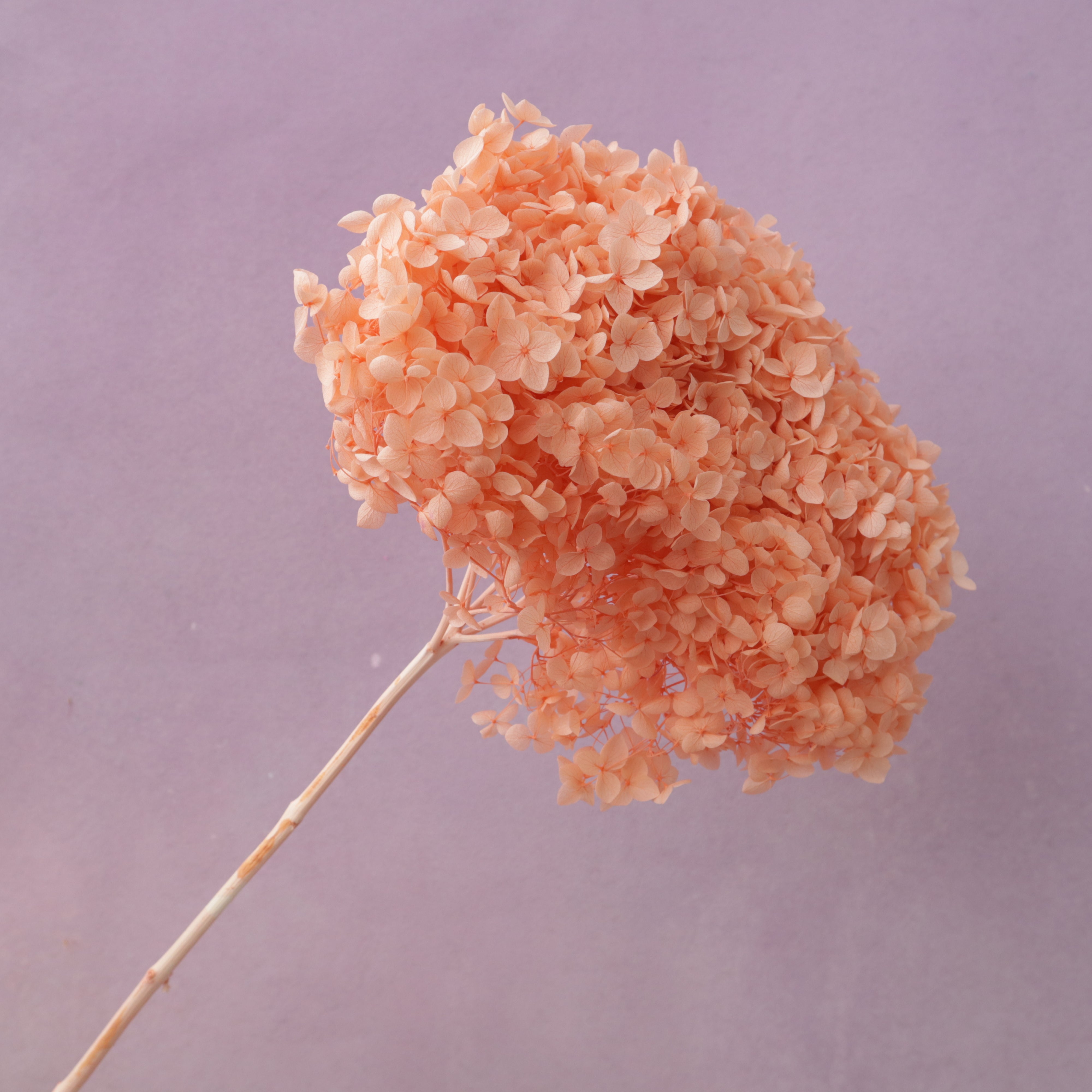 Annabelle Hydrangea Coral