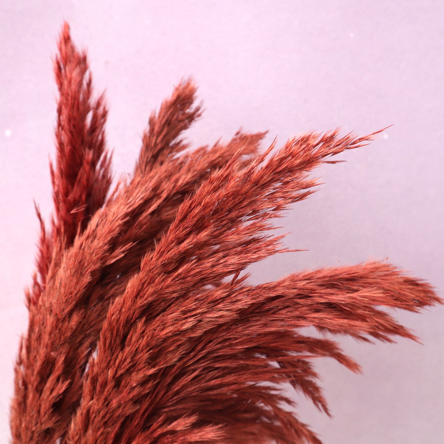Giant Reeds Grass Red