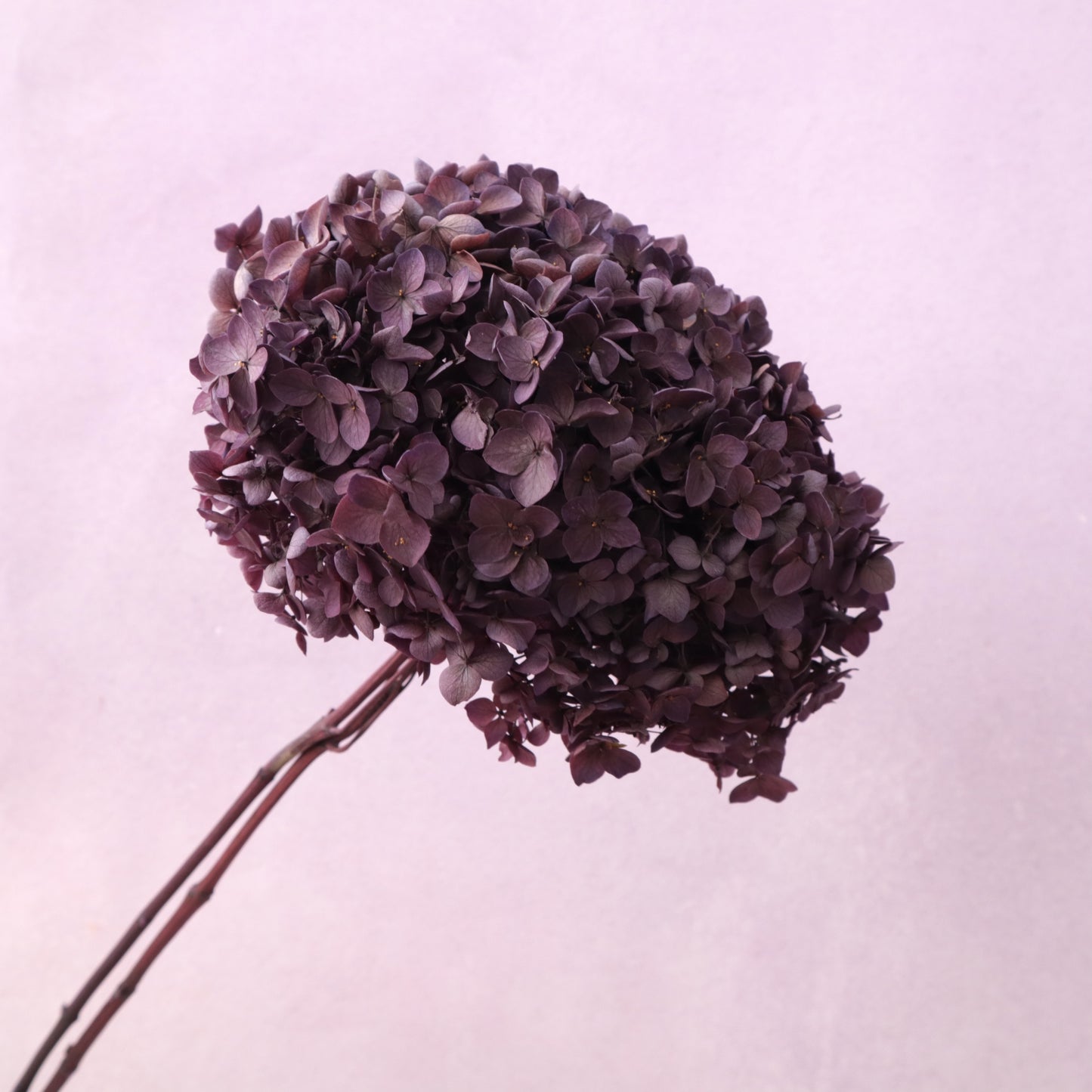 Annabelle Hydrangea Berry