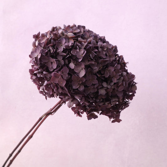Annabelle Hydrangea Berry