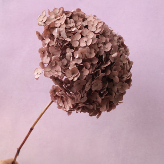 Annabelle Hydrangea Chestnut