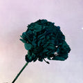 Hydrangea Bigleaf Teal Blue