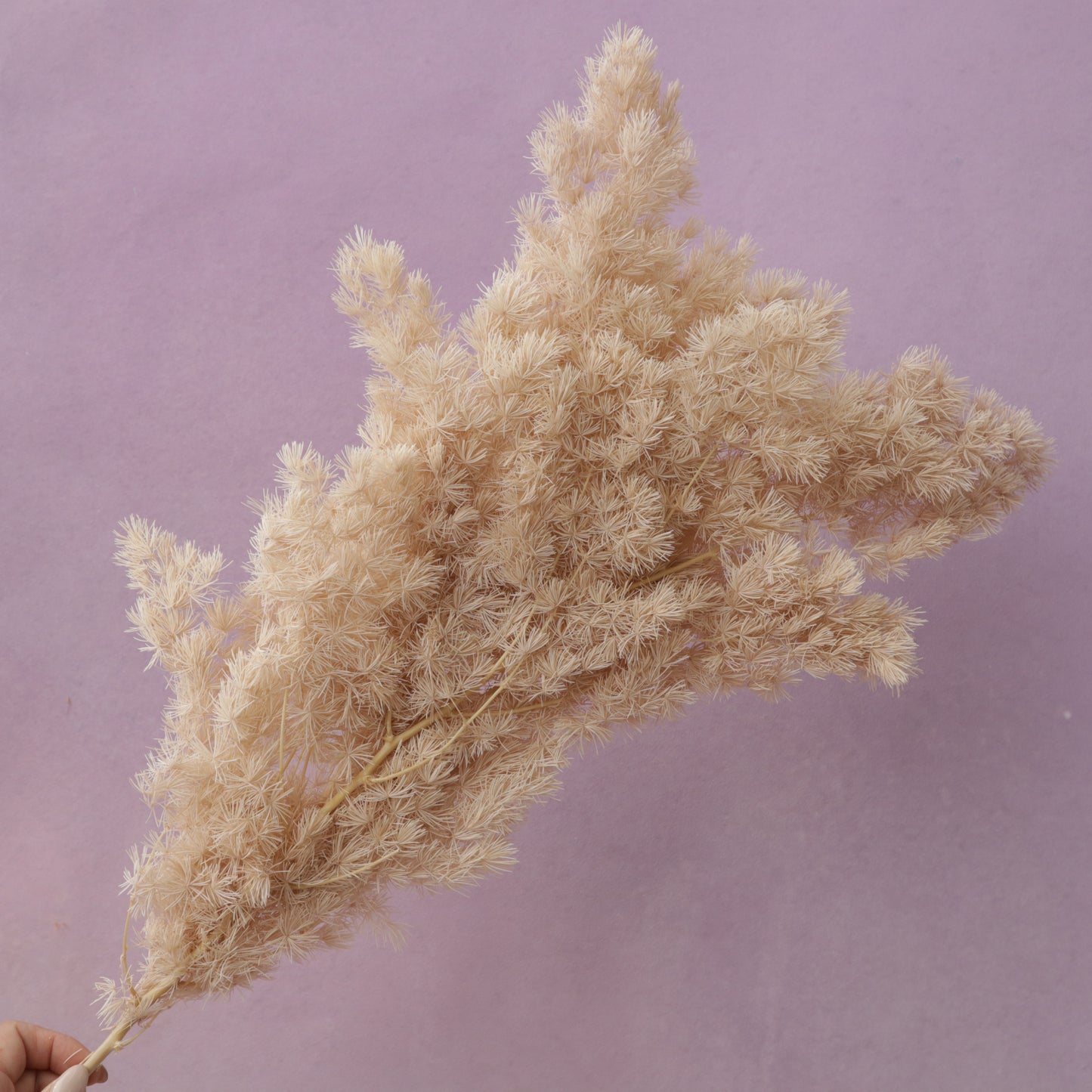 Ming Fern Beige