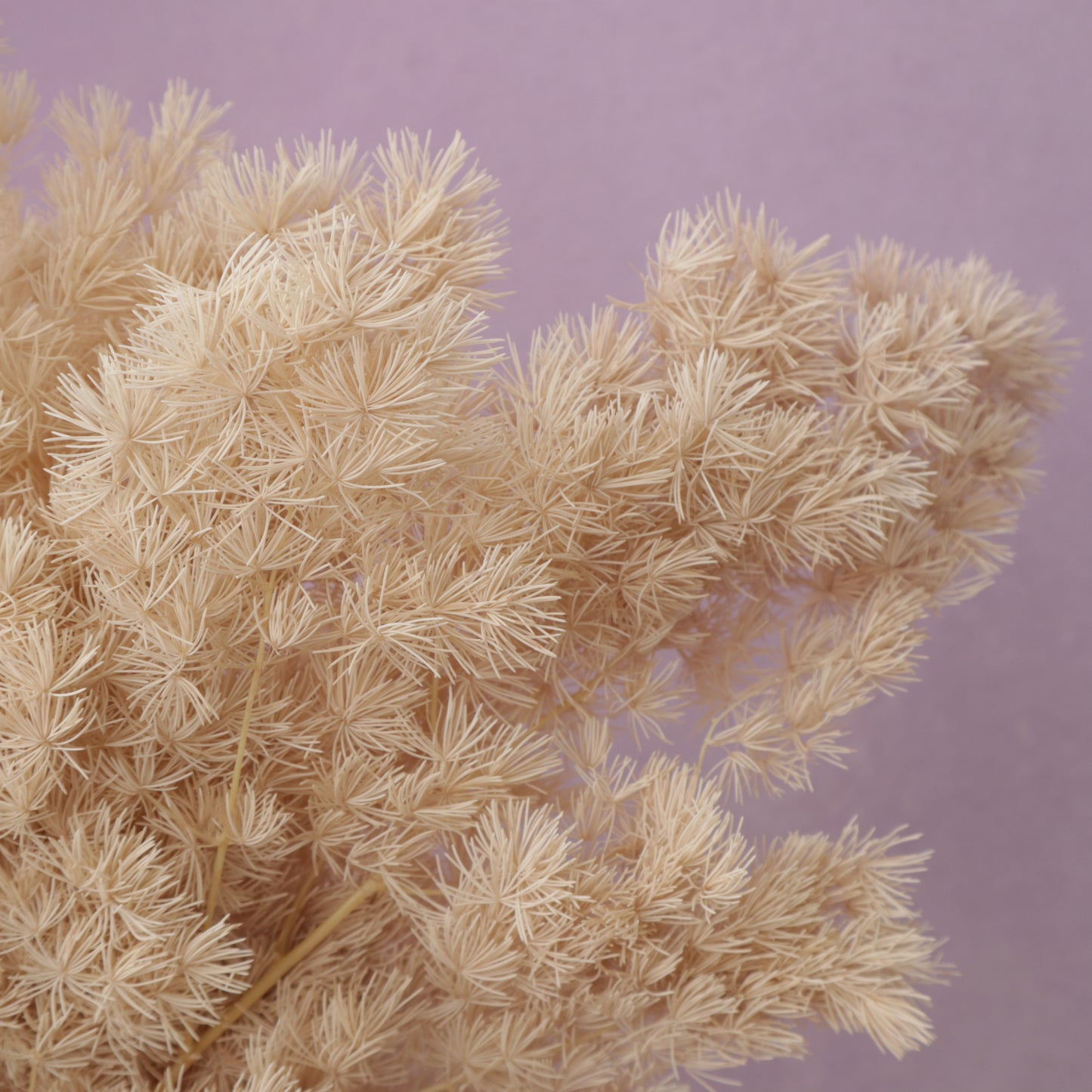 Ming Fern Beige