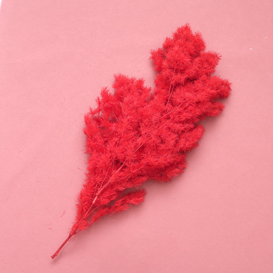 Ming Fern Scarlet Red