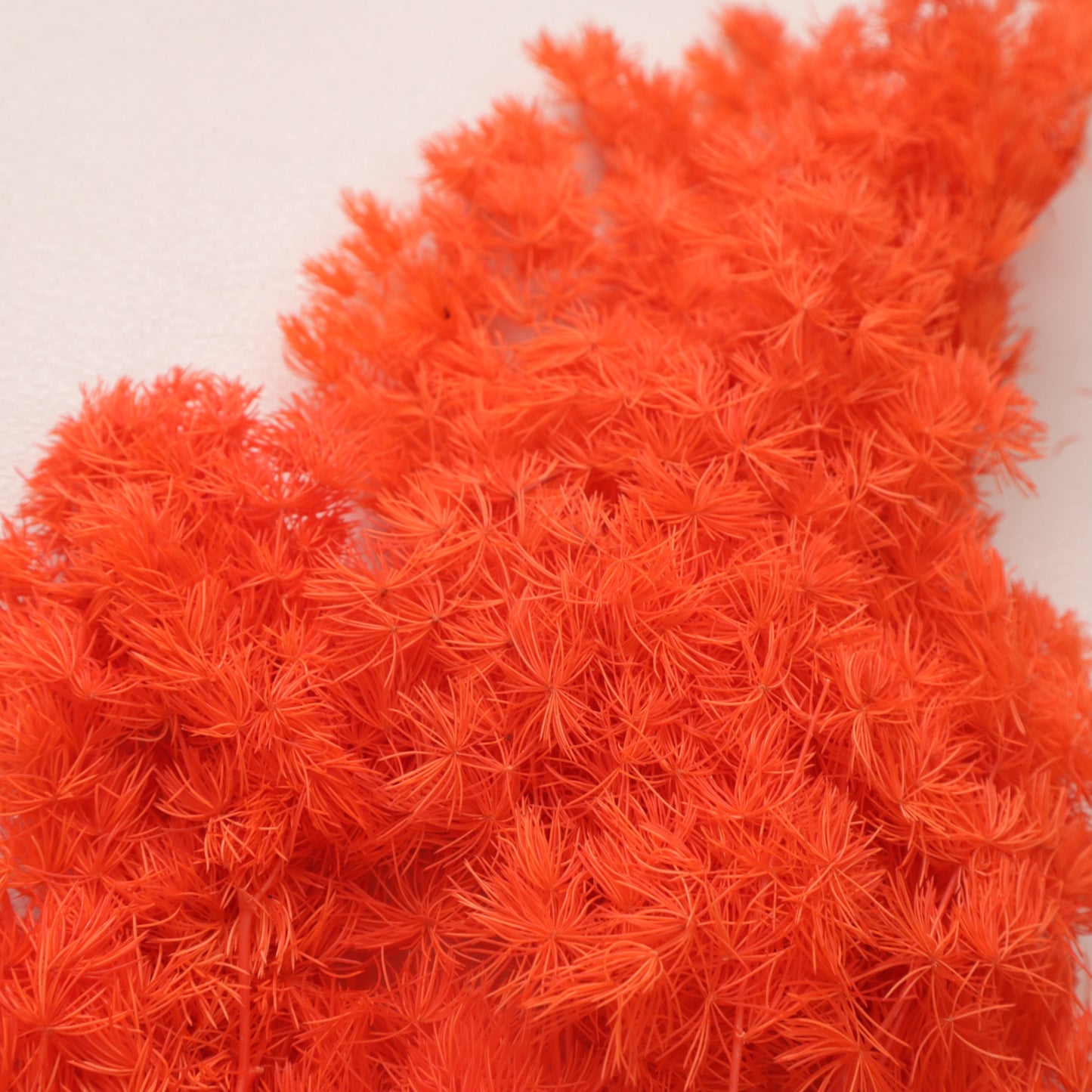 Ming Fern Bright Orange
