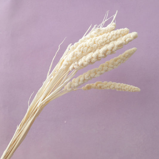 Dried Millets Creamy White