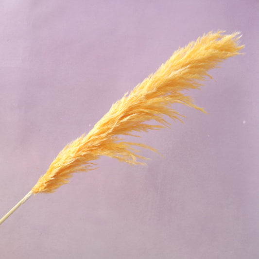 Pampas Grass Orange