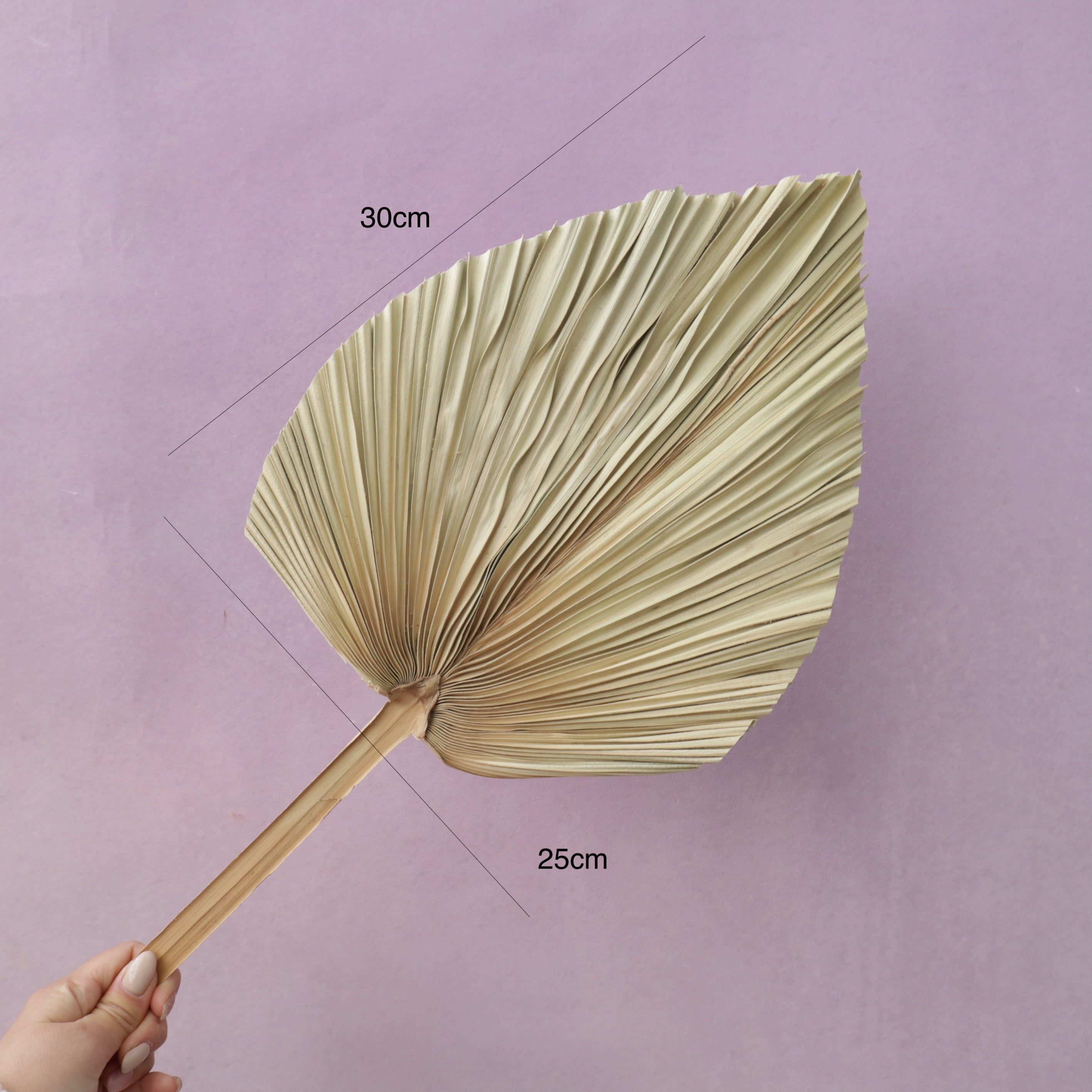 Palm Leaf Mid-Large Natural