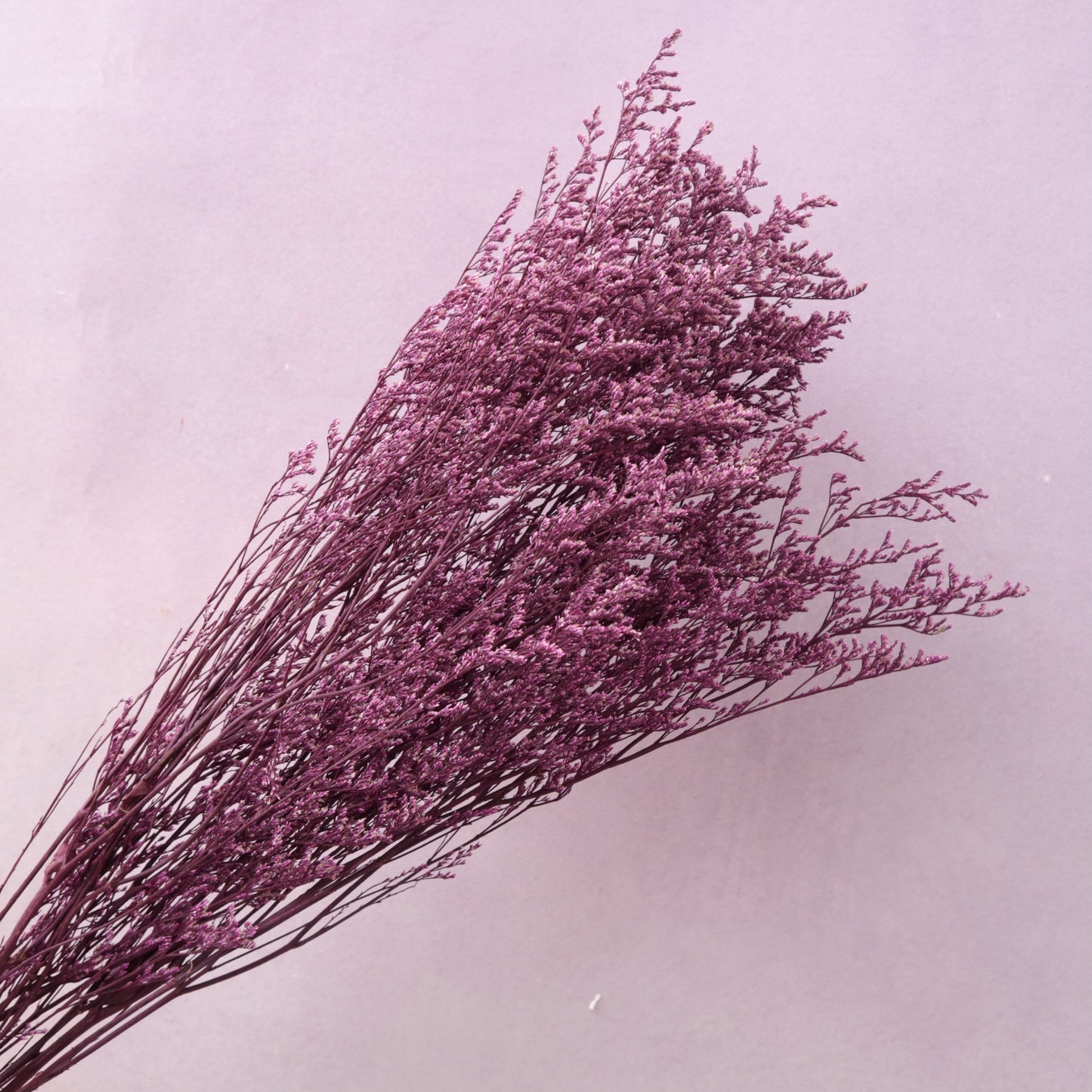 Misty Magenta