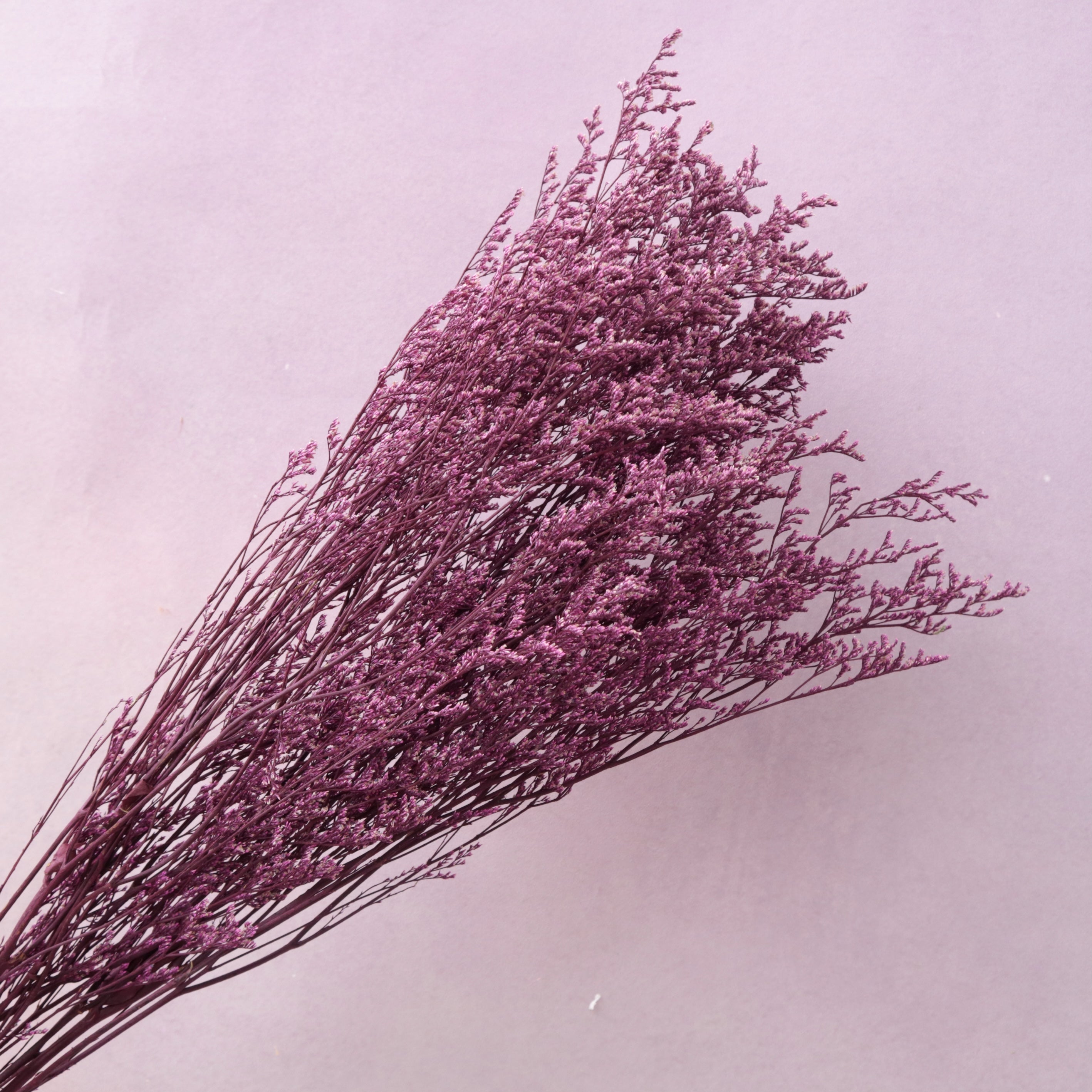 Misty Magenta