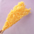 Ming Fern Orange