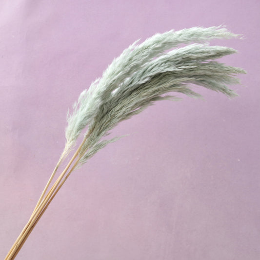 Giant Reeds Grass Dusty Blue