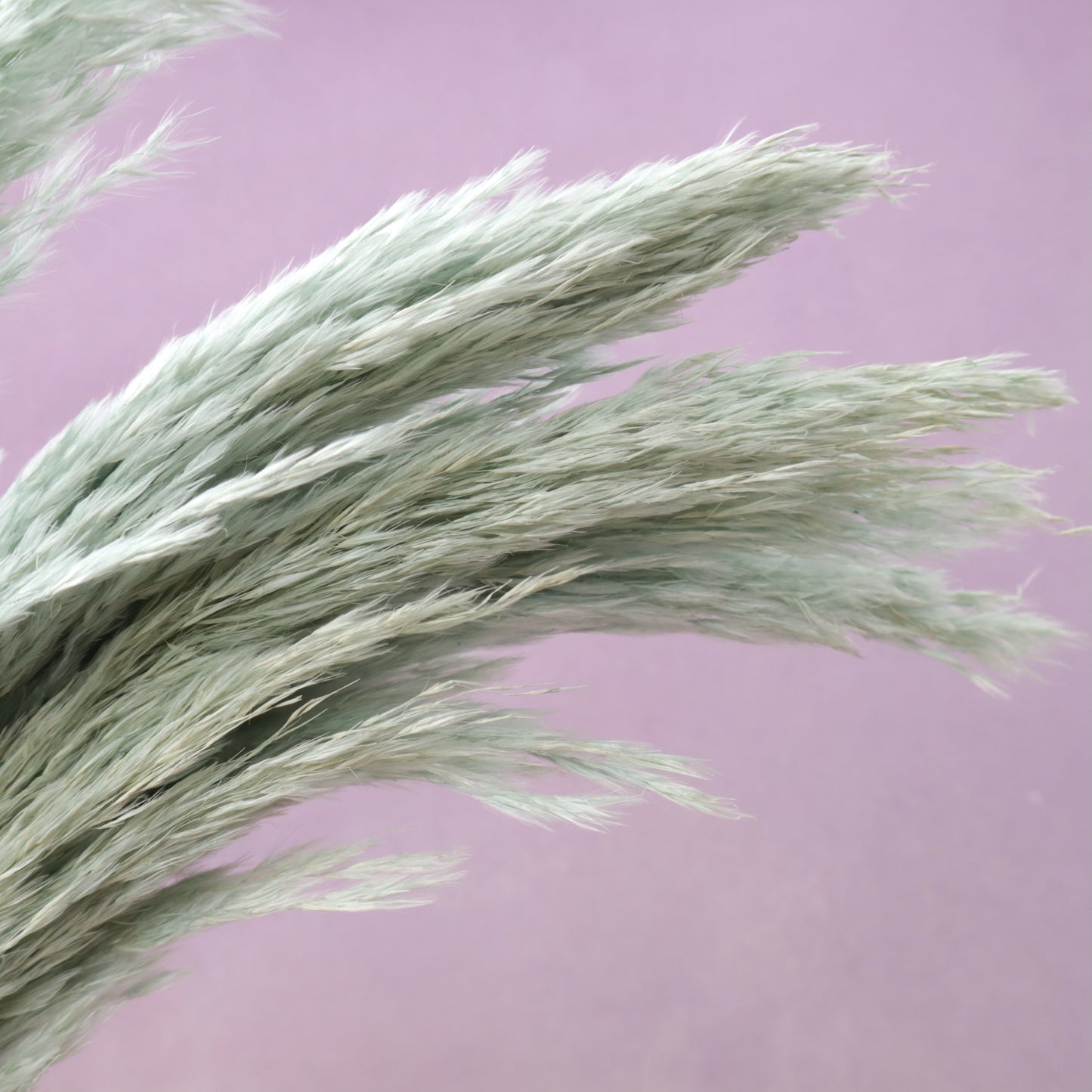 Giant Reeds Grass Dusty Blue