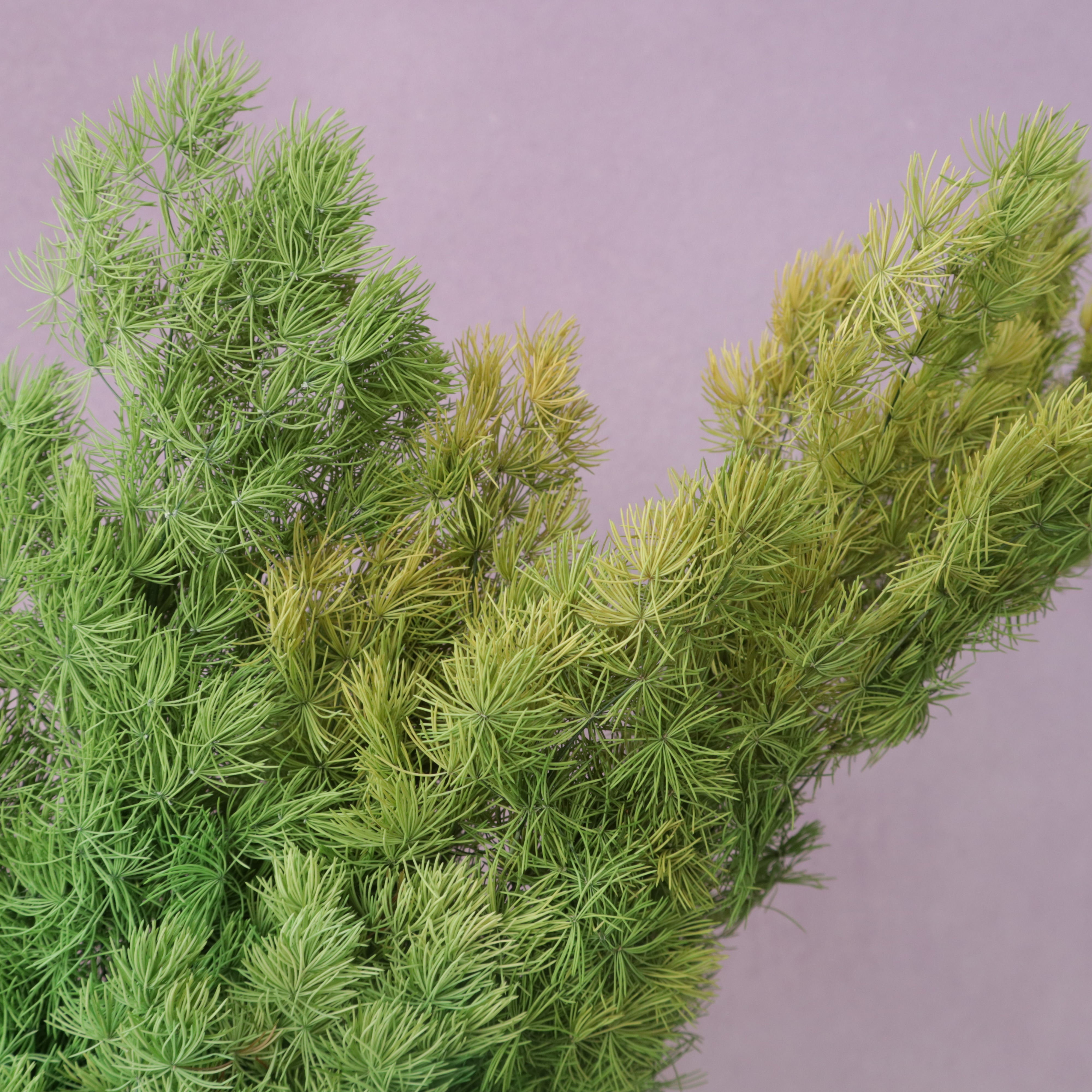 Ming Fern Yellow Green (clearance)