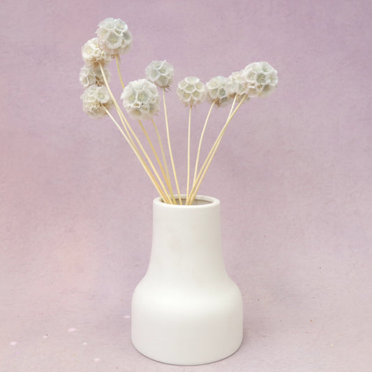 Scabiosa Pearl Gray