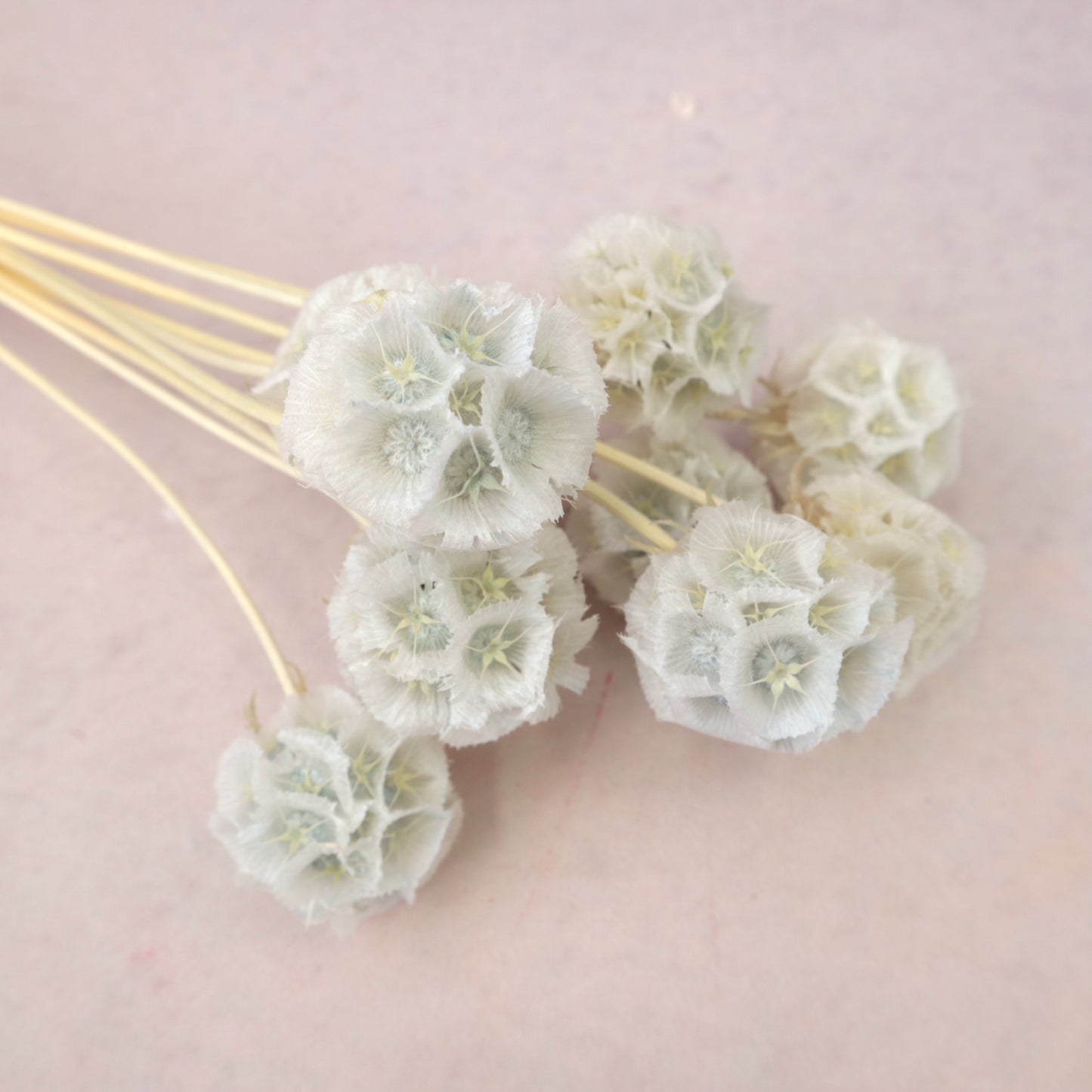 Scabiosa Pearl Gray